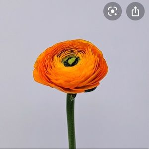 Meet your Posher, Patty